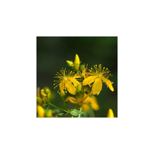 Eau florale de millepertuis