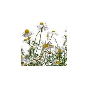 Huile essentielle de camomille