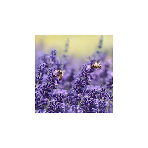 Huile essentielle de lavande sauvage