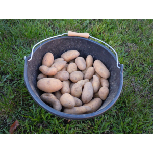 Pomme de terre gourmandine