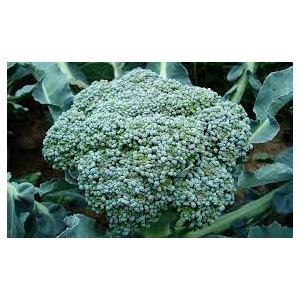 Chou brocoli