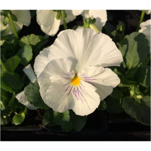 Pensée grosse fleur