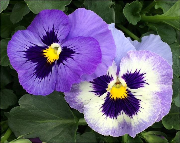 Viola - Pensée à grosse fleur