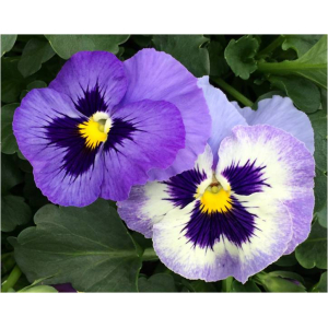 Pensée grosse fleur bleu marine