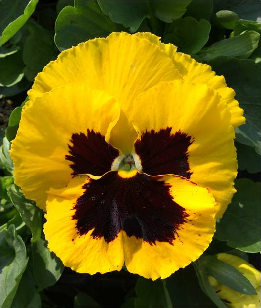 Pensée grosse fleur jaune à macule - 200 g - Delacroix Fleurs - Locavor.fr