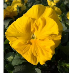 Pensée grosse fleur jaune pur