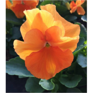 Pensée grosse fleur orange