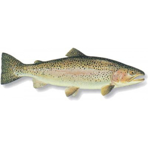 Filet de truite (2) - sous-vide