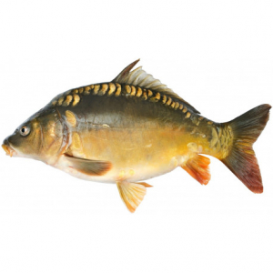 Friture carpe avec arrête_sous-vide