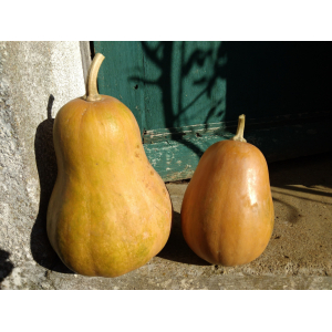 Courge sucrine du berry