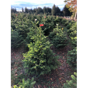 Nordmann 1m à 1m25 avec bûche