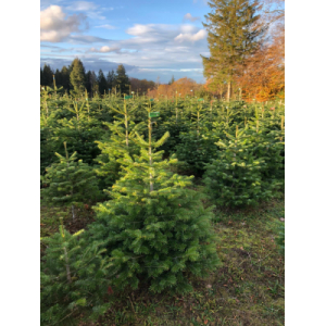 Nordmann 1m25 à 1m50 avec bûche