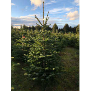 Nordmann 1m75 à 2m avec bûche