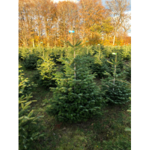 Nordmann 1m50 à 1m75 avec bûche