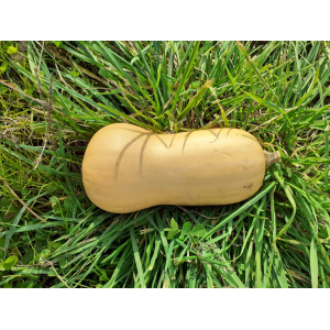 Butternut bio de 1 kg à 1.5 kg