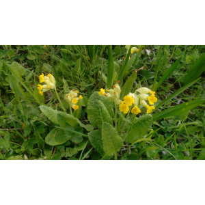 Tisane res'pyrénées