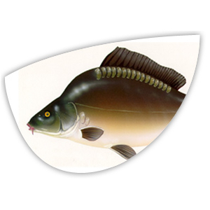 Gougeonnettes de carpe - congelées