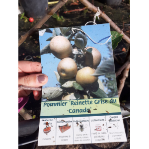 Pommier reine grise du canada demi tige