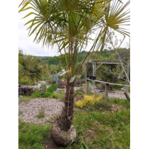 Palmier 40/50 cm  trachycarpus fortunei