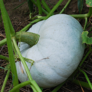 Courge bleue de hongrie
