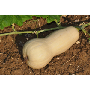 Courge butternut