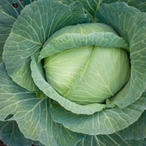 Choux cabus blanc