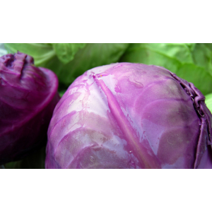 Choux cabus rouge