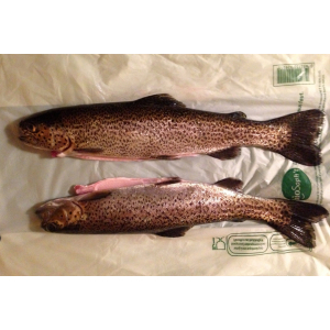 Truite arc-en-ciel : entière