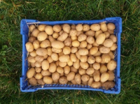 Pommes de terre  calibre 25/35