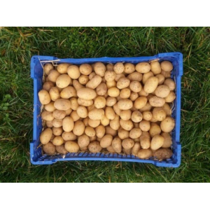 Pommes de terre  calibre 25/35