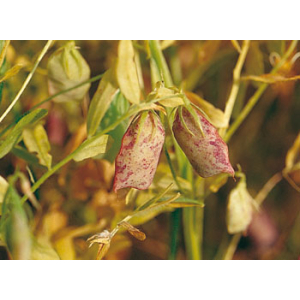 Lentilles vertes bio