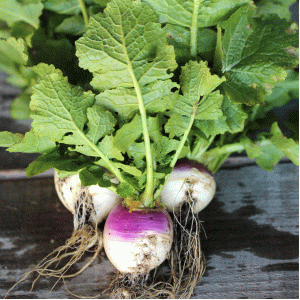 Navet rond violet bio