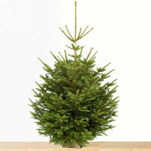 Epicea 150-200cm buche incluse