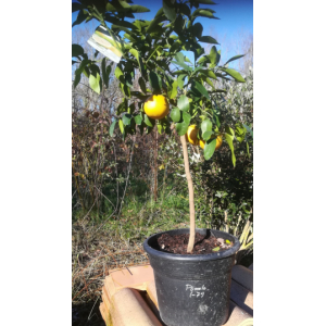 Pomelo star ruby 120 cm pot 30 litre