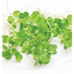 Micro-pousses de roquette