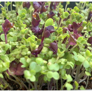 Mélange de micro-pousses 'adagio'