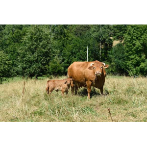 Colis de veau standard