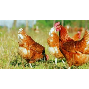 Poulet jaune plein air (sans foie et gésier)