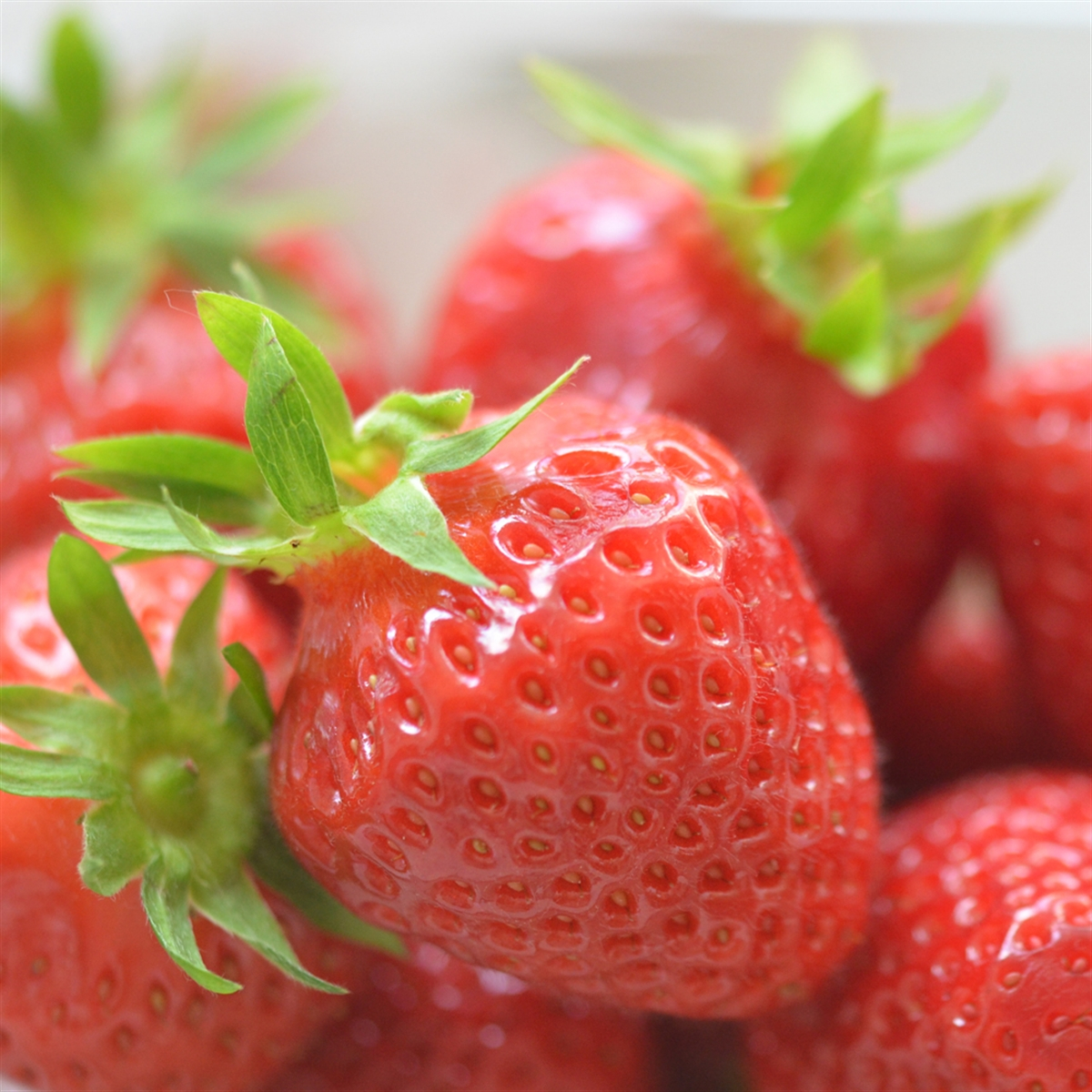 Lot de 10 plants de fraisiers remontants 1 u Gaec Le Grand Potager — free download