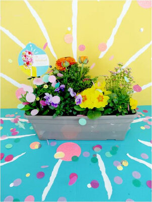 Collection printemps pétillant mixte