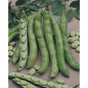 Semences feves aguadulce