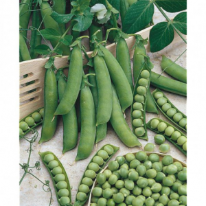 Semences petit pois nain petit provençal