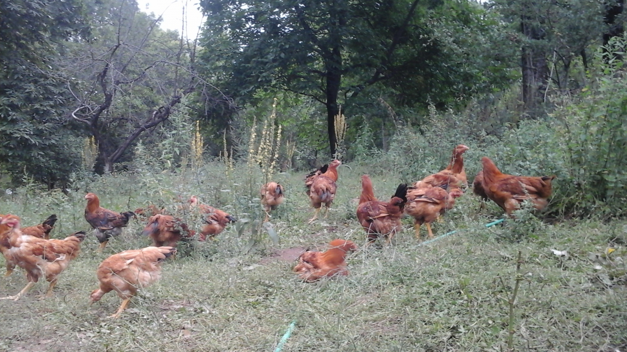 Poulet - 2 kg - La Ferme Du Minier - Locavor.fr