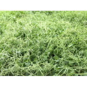 Micro-pousses de pois 'affyla'  barq dble