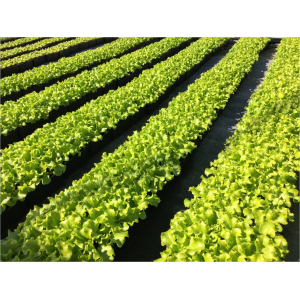 Plants de laitue batavia blonde florine