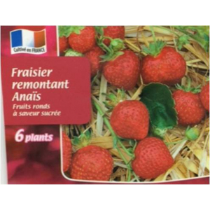 Plants de fraisier anaïs