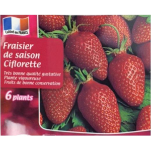 Fraisier ciflorette