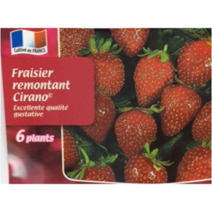 Fraisier cirano