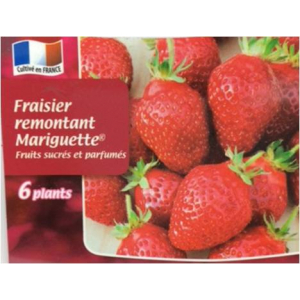 Fraisier mariguette