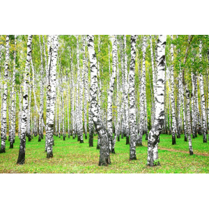 Sève de bouleau fraiche-bag de 3 litres